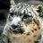 frostyleopard