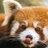 RedPandaMan