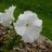 sweetpetunia