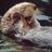 River Otter