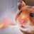 Hamsterlad