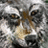 Wolfrug