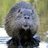 thebeaver37