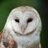 Owly