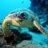 YurdleTheTurtle