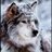 tanithwolf