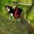 NinjaSquirrel