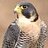 PeregrineFalcon