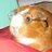 James B Hamster