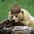 KaiserBear