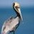 beefpelican