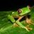 Frog_Girl