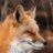 Vehementer Fox