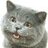 Happycat287