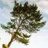 treefallcomplete