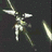 WraithPrince