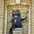 Behemoth the cat