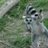 Lemur_Ninja