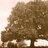 Under The Chestnut Tree
