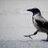 Section Crow