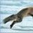 Faux Fox Philodox
