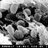 Yersinia pestis