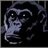 Mr.Monkey