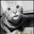 Meowy Wowy