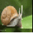 Atranis
