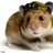 WarHamster40K