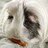 theguineapigguy
