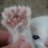 kitten feet
