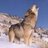 A Bearded Wolf