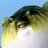 BloatedGuppy