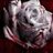 Bloodyrose
