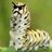Angry Caterpillar