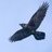 Raven191