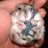 War-hamster