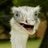 Laserbeam Ostrich