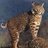 Don't Poke My Bobcat