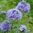 blue_thimble