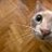 LuckyClover95